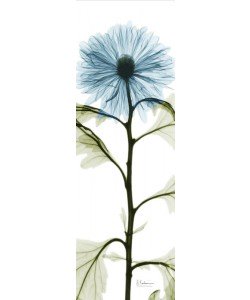 Albert Koetsier, LONG FLOWERS IN BLUE I