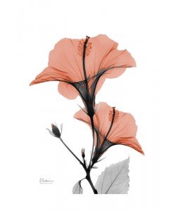 Albert Koetsier, FLOWERS IN RED VII