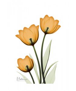 Albert Koetsier, THREE TULIPS I