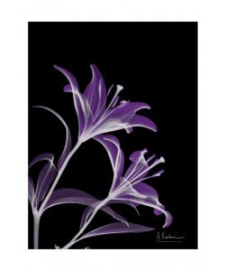 Albert Koetsier, LIGHT VI