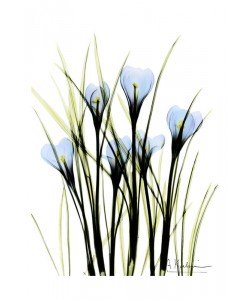 Albert Koetsier, CROCUS BLUE