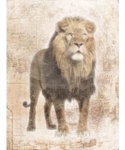 Jace Grey, AFRICAN LION