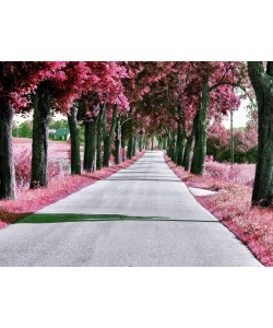 Sandro De Carvalho, DAY DRIVE I