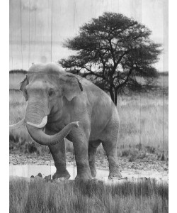 Sheldon Lewis, WILD ANIMAL I