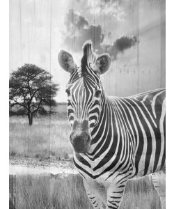 Sheldon Lewis, WILD ANIMAL II