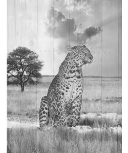 Sheldon Lewis, WILD ANIMAL III