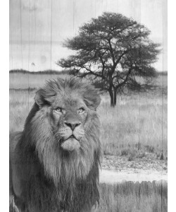 Sheldon Lewis, WILD ANIMAL IV