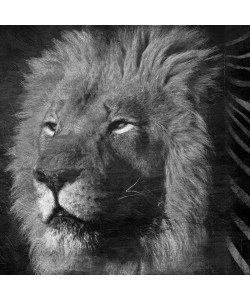 Jace Grey, BLACK AND WHITE LION