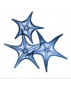 Albert Koetsier, BLUE THREE STARFISH