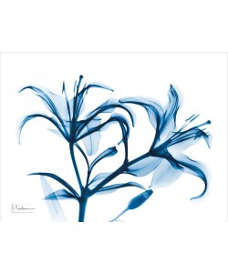 Albert Koetsier, INDIGO STARFIRE LILY I