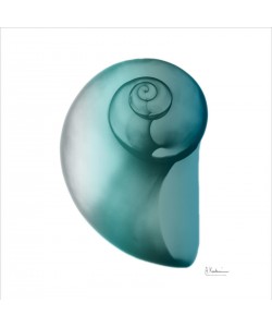 Albert Koetsier, TEAL WATER SNAIL I