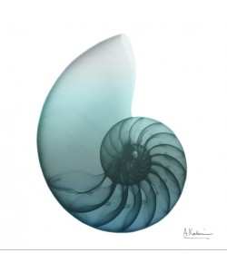 Albert Koetsier, TEAL WATER SNAIL III