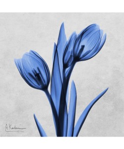 Albert Koetsier, MIDNIGHT TULIPS I