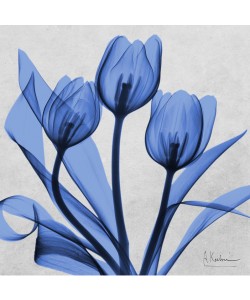 Albert Koetsier, MIDNIGHT TULIPS II