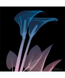 Albert Koetsier, CALLA LILY BLACK I