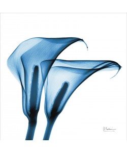 Albert Koetsier, CALLA LILIES INDIGO I