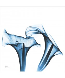 Albert Koetsier, CALLA LILIES INDIGO II