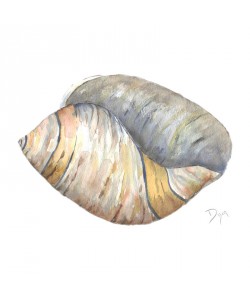 Beverly Dyer, SEA SHELL NEUTRAL I