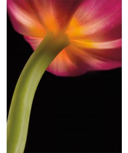 Barry Seidmann, GLOWING TULIP