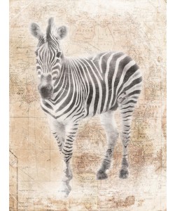 Jace Grey, AFRICAN ZEBRA