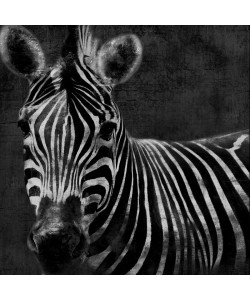 Jace Grey, BLACK AND WHITE ZEBRA