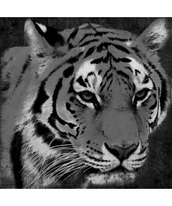Jace Grey, BLACK AND WHITE TIGER