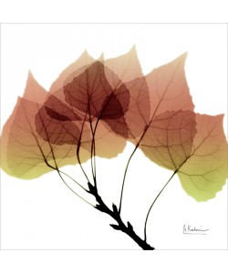 Albert Koetsier, ASPEN FALL I