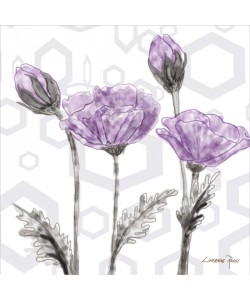 Rossi Lorraine, PURPLE POPPY II