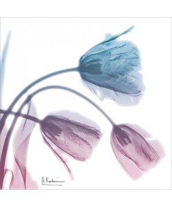 Albert Koetsier, SOFT TULIPS PINK AND BLUE II