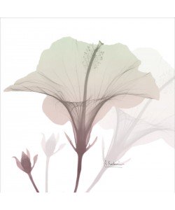 Albert Koetsier, NEAPOLITAN HIBISCUS