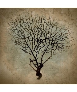 Taylor Greene, CORAL MAP II