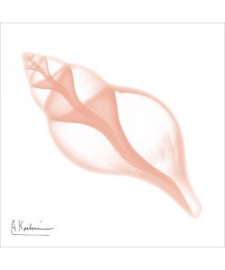 Albert Koetsier, LIGHT ROSE I