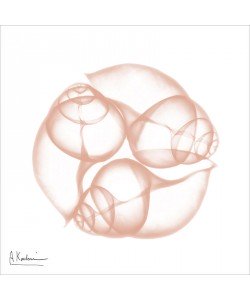 Albert Koetsier, LIGHT ROSE II