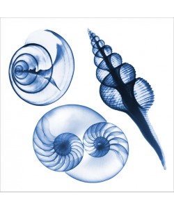 Albert Koetsier, BLUE ASSORTMENT II