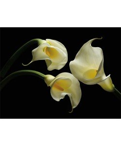 Barry Seidmann, THREE CALLA LILLIES