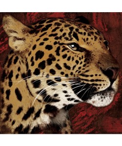 Jace Grey, STREAKS LEOPARD
