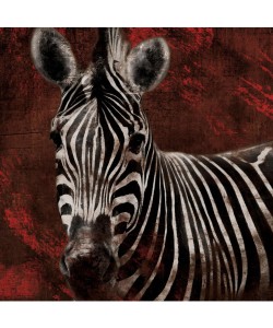 Jace Grey, STREAKS ZEBRA