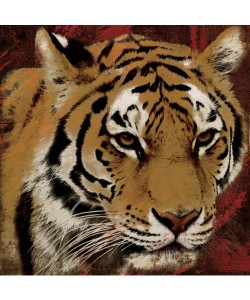 Jace Grey, STREAKS TIGER