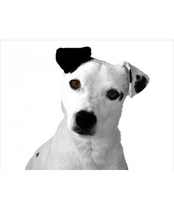 Jeff Pica, JACK RUSSELL BUDDY II