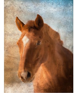 Kimberly Allen, BROWN HORSE