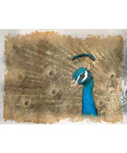 Kimberly Allen, ANTIQUE PEACOCK I