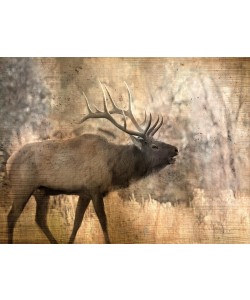 Kimberly Allen, MORNING WALK I