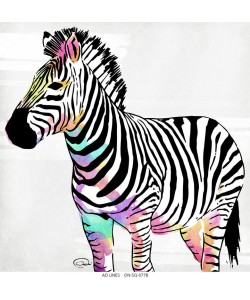 Onrei, MULTICOLORED ZEBRA I