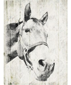 Jace Grey, VINTAGE HORSE
