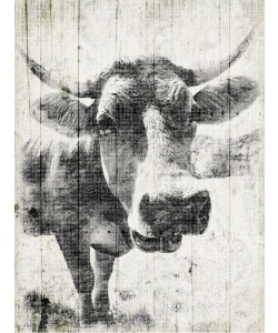 Jace Grey, VINTAGE BULL