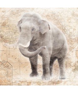 Jace Grey, AFRICAN ELEPHANT