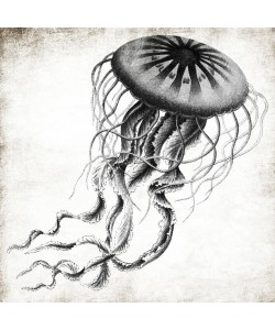 Jace Grey, INK JELLYFISH
