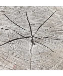 Jace Grey, TREE RINGS I