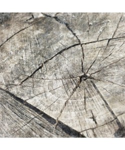 Jace Grey, TREE RINGS II