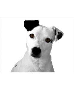 Jeff Pica, JACK RUSSELL BUDDY II